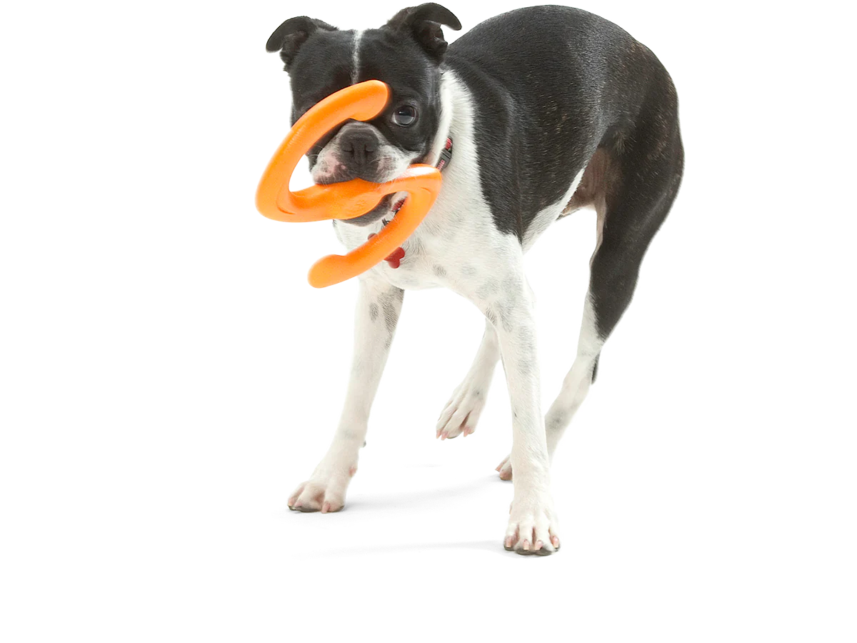 West Paw Bumi