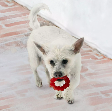 KONG® Ring Dog Chew Toy Small/Medium